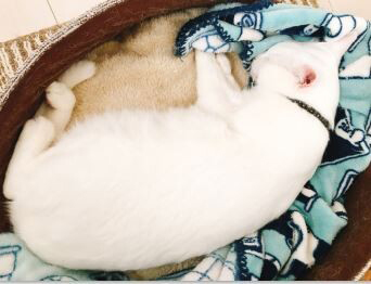 お米っぽい形状のボンくん