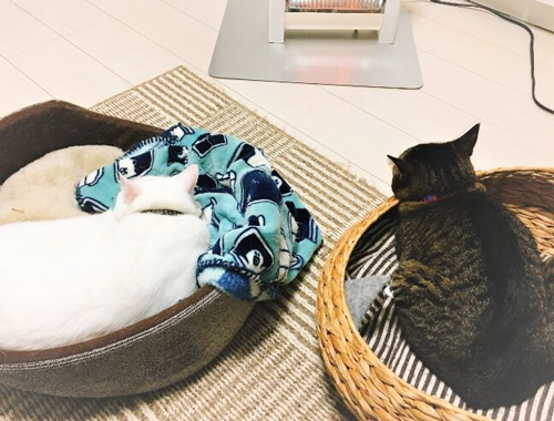 ぬくぬくグリさんボンくん