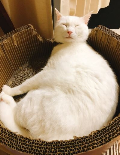 お餅っぽいボンくん