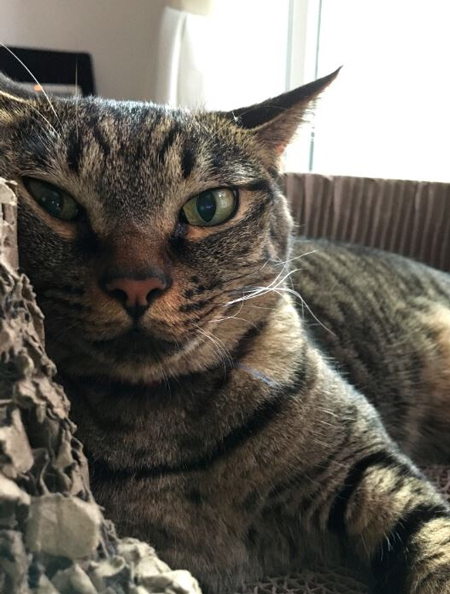 目力が強いグリさん