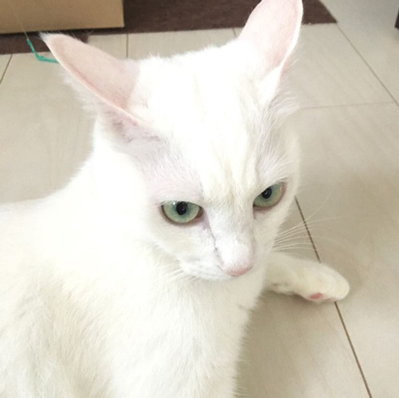 ボンくん顔アップ