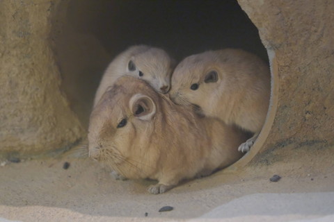 重なるグンディたち