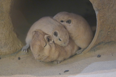 重なるグンディたち