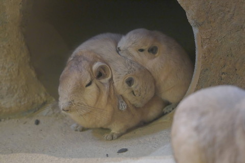 重なるグンディたち