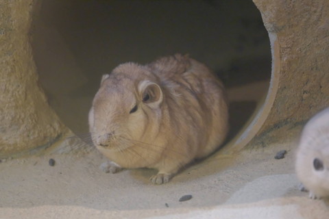 重なるグンディたち