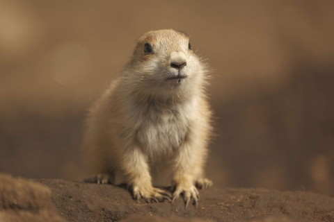 プレーリードッグ