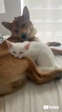 子猫とワンコ