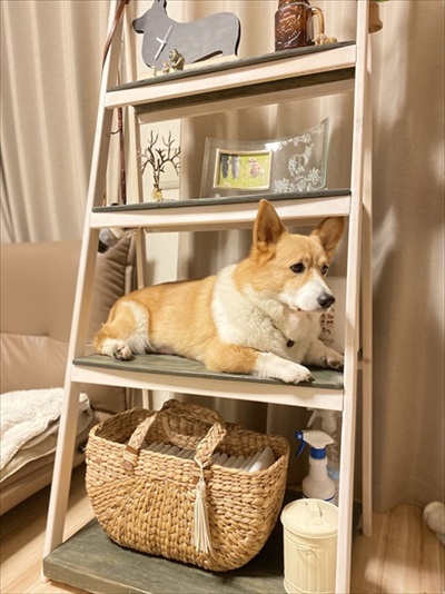 初めてのコーギー