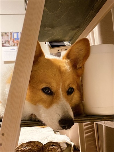 初めてのコーギー