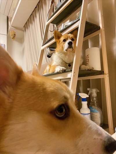 初めてのコーギー