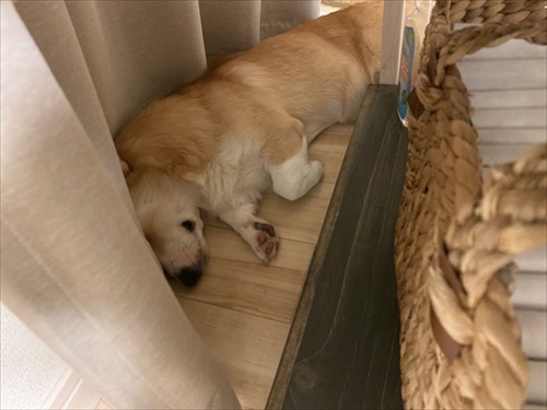 初めてのコーギー