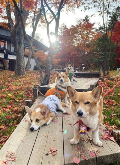 初めてのコーギー