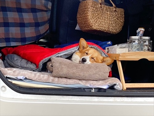 初めてのコーギー