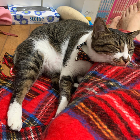 眠るたまちゃん