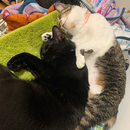 たまちゃんとてつくん