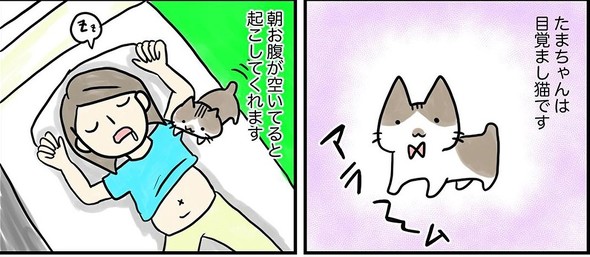 眠るたまちゃん