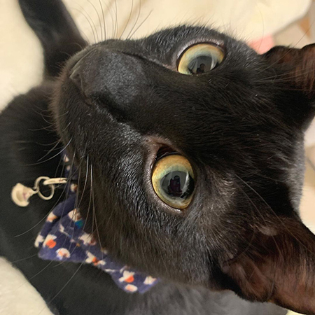 てつくん顔アップ