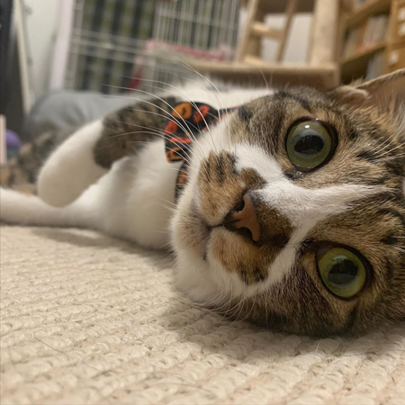 たまちゃん顔アップ