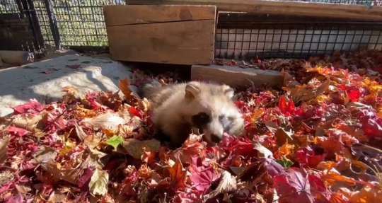 おびひろ動物園