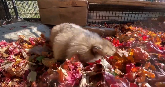 おびひろ動物園