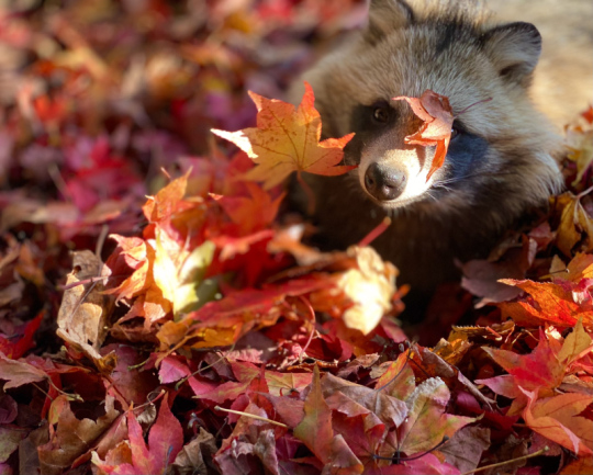 おびひろ動物園