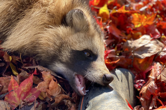 おびひろ動物園