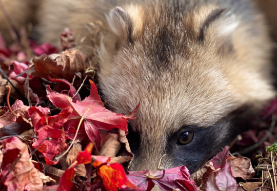 おびひろ動物園