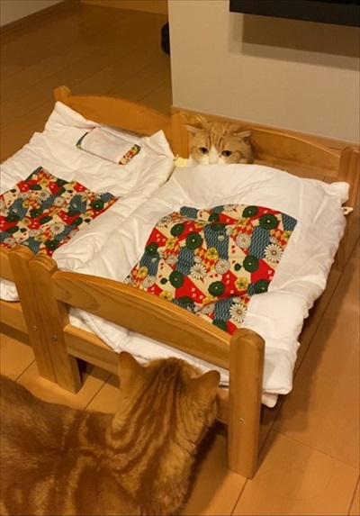 ねこ