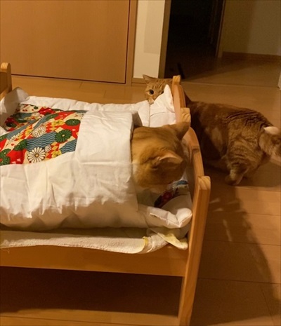 茶太郎きなこの短足日記