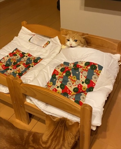 茶太郎きなこの短足日記