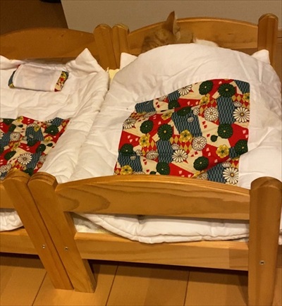 茶太郎きなこの短足日記