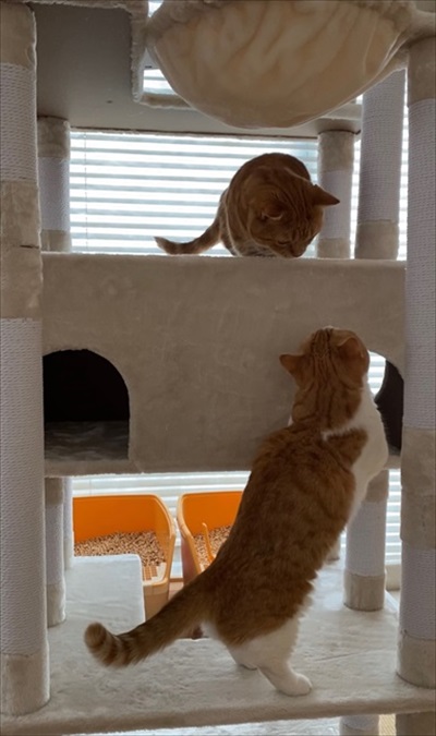 茶太郎きなこの短足日記