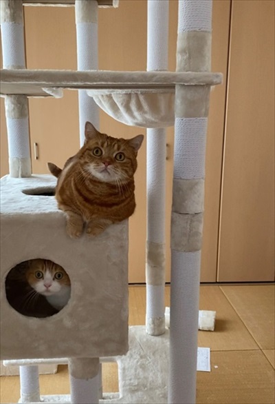 茶太郎きなこの短足日記