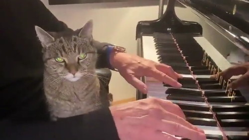 ホプキンスと猫