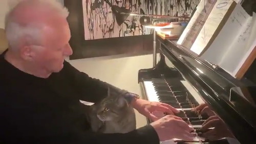 ホプキンスと猫