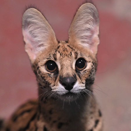 サーバルキャット