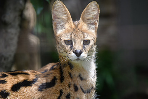 黒背景のサーバル