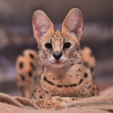 美少女サーバルステルさん