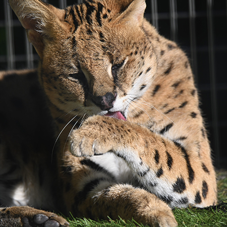 おっさんサーバルシャアさん