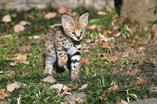赤ちゃんサーバル