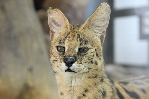 右耳の先端が特徴的なサーバル