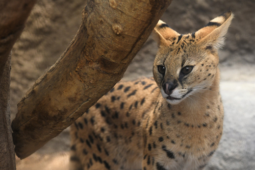 ツリ目ぎみのサーバル