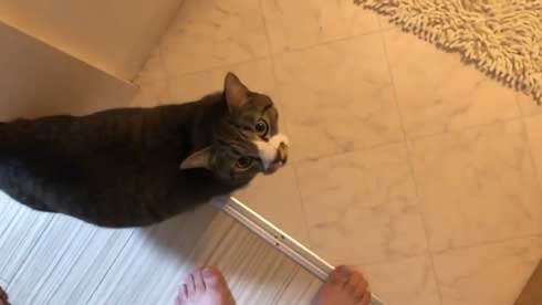 にゃー ぱぷ 猫 鳴き声