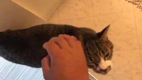 にゃー ぱぷ 猫 鳴き声