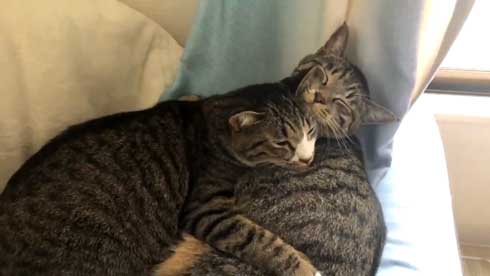 にゃー ぱぷ 猫 鳴き声