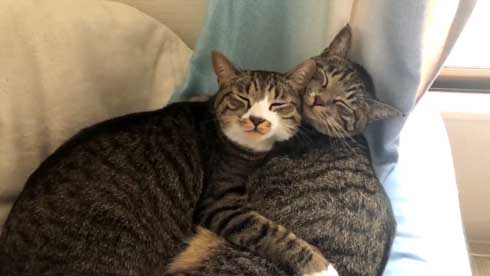 にゃー ぱぷ 猫 鳴き声