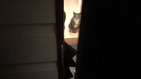 にゃー ぱぷ 猫 鳴き声