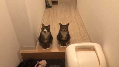 にゃー ぱぷ 猫 鳴き声