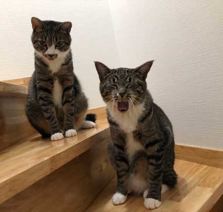 にゃー ぱぷ 猫 鳴き声