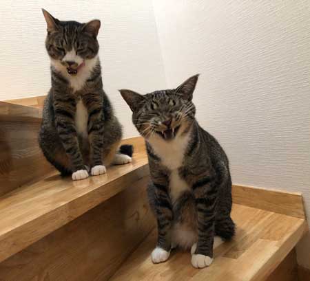 にゃー ぱぷ 猫 鳴き声